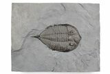 Dalmanites Trilobite Fossil - New York #357137-1